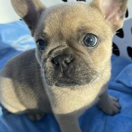 French Bulldogs from RnR's French Bulldogs
