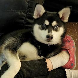 Cheyenne - Alaskan Klee Kai