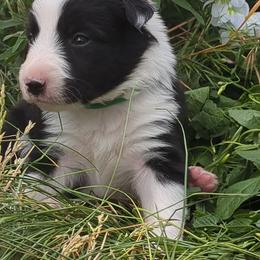 (Gaia) Salsita - Black and white female Border Collie puppy in Max, Nebraska from Stag Valley Homestead