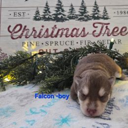 Falcon - Chocolate male Pomsky puppy in Coatesville, Pennsylvania from Peaceful Pomskys
