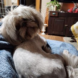 Shih Tzus from Cassie's Shih Tzus