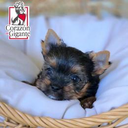 Jade - Black and tan female Yorkshire Terrier puppy in California from Corazon de gigante