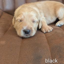 Black - Apricot male Goldendoodle puppy in Prattville, Alabama from Jericho Junction Doodles and Poodles