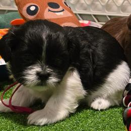 Girl One pink collar - Black and white female Shih Tzu puppy in New Bern, North Carolina from Kuddly Creatures