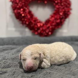 Hubba Bubba - Cream male Goldendoodle puppy in Camden, North Carolina from Oopsie Doodles of NC