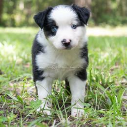 Fiona - Black tri female Miniature Australian Shepherd puppy in Lacombe, Louisiana from Indigo River Aussies