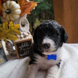 Goldendoodle Puppies from Sisson Goldendoodles