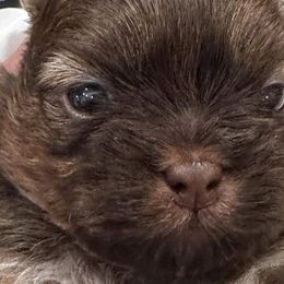 Shih Tzus from DB Shih Tzu puppies