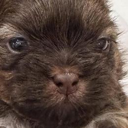 Shih Tzus from DB Shih Tzu puppies