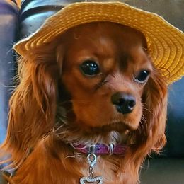 Phoenix  - Cavalier King Charles Spaniel