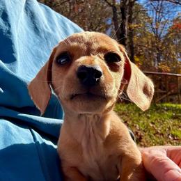 Blondie - Red male Dachshund puppy in Brave, Pennsylvania from Nataly Rinkhoff