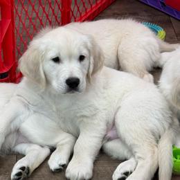 Beethoven - Light golden male Golden Retriever puppy in Lehigh Acres, Florida from Puppy Love