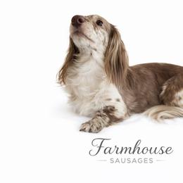 MoonPie - Dachshund
