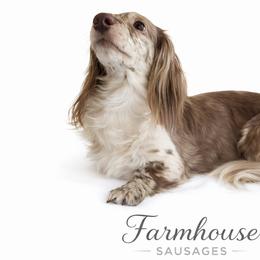 MoonPie - Dachshund