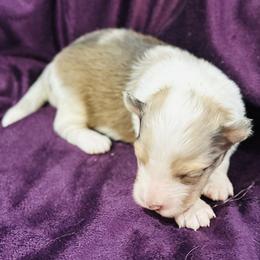 Sable merle male 2 - Sable merle and white male Shetland Sheepdog puppy in North Weeki Wachee, Florida from Jesstar Shetland Sheepdogs