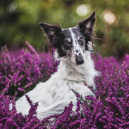 Silken Windhounds from Beloved Silken Windhounds