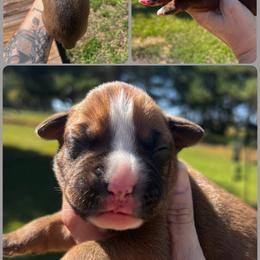 Blaze - Fawn male Boxer puppy in Cochran, Georgia from Sweet Georgia Boston’s