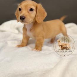 Luke - Cream male Dachshund puppy in Lumber City, Georgia from Willow Run LLC