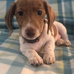 Dachshund Puppies from Treasure Valley Dachshunds