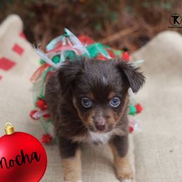 Mocha- RTF minimal white - Red tri-color female Miniature American Shepherd puppy in Nacogdoches, Texas from TK Standard, Mini, & Toy Aussies