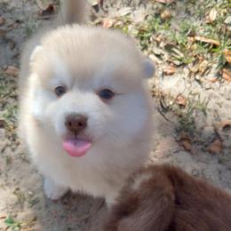Chip - Merle male Pomsky puppy in Spring Hill, Florida from PDQ Pomskies