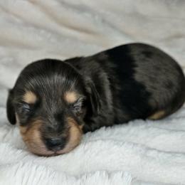 Sashimi - Dapple female Dachshund puppy in Lakeland, Florida from Buckwild Doxies