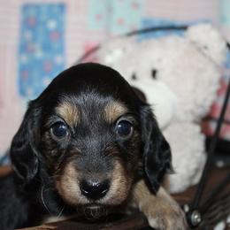 Boy 2 - Black and cream female Dachshund puppy in Craig, Colorado from Rocky Mountain Shih Tzus and Dry Creek Miniature Dachshunds