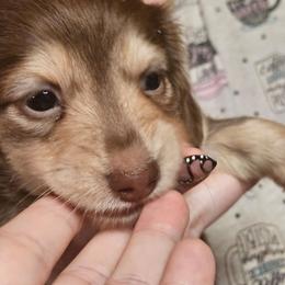 Peanut's Female - Chocolate and cream female Dachshund puppy in Trade, Tennessee from TN Miniature Dachshunds & Basset Hounds