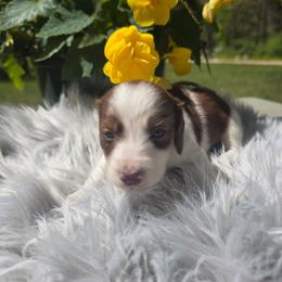Porkchop - Piebald male Dachshund puppy in Grant, Michigan from Low Down Dashchuand