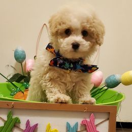 Bernedoodles, German Shepherds, and Poodles from Sun-Kissed Doodle Pad & Mischief Frenchies