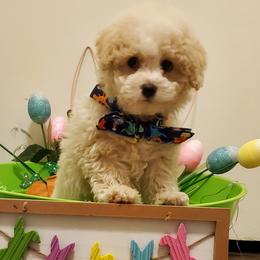 Bernedoodles, German Shepherds, and Poodles from Sun-Kissed Doodle Pad & Mischief Frenchies
