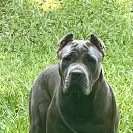 Cruella - Cane Corso