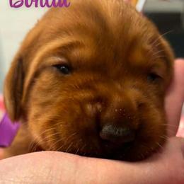 Bonita - Yellow female Labrador Retriever puppy in Sidney, Nebraska from Nebraska Strong Labradors
