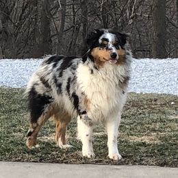 Skye - Australian Shepherd