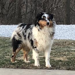 Skye - Australian Shepherd