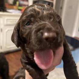 Boykin Spaniel All Grown Up from Lynn Ashcraft
