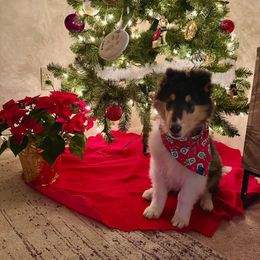 Collie Puppies from Relic Collies