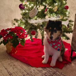 Collie Puppies from Relic Collies
