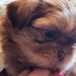 Copper sold - Red Shih Tzu puppy in Clarksburg, West Virginia from 007 ShihTzu Acre