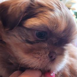 Copper sold - Red Shih Tzu puppy in Clarksburg, West Virginia from 007 ShihTzu Acre