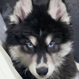 Phineas - Black and white male Siberian Husky puppy in East Tawas, Michigan from BurnsBerg's Woolies