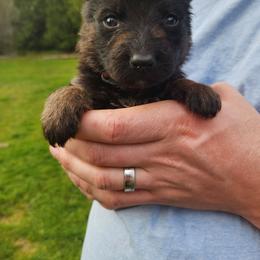 Red boy - Black and red female German Shepherd puppy in Longview, Washington from Bunkerhill Shepherds