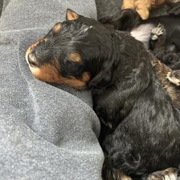 Bernedoodle and Goldendoodle Puppies from Forest Family Doodles