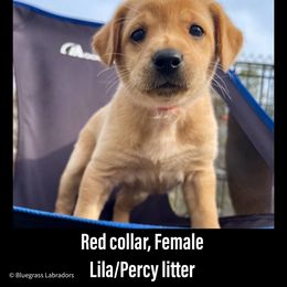 Labrador Retriever Puppies from Bluegrass Labradors