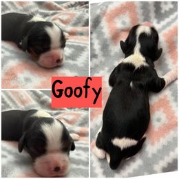 Goofy - Tri-color male Cavalier King Charles Spaniel puppy in Spring Hill, Florida from Wonderland Cavaliers