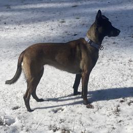 Mila - Belgian Malinois