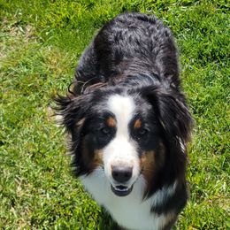 Australian Shepherd All Grown Up from CTC Aussies