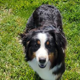 Australian Shepherd All Grown Up from CTC Aussies