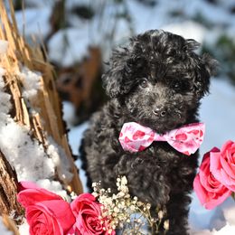 Cavapoo, Cockapoo, and Poodle Puppies from Heavenly Puppies to Love