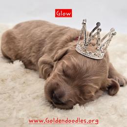 Glow - Apricot female Goldendoodle puppy in Neillsville, Wisconsin from Granton Creek